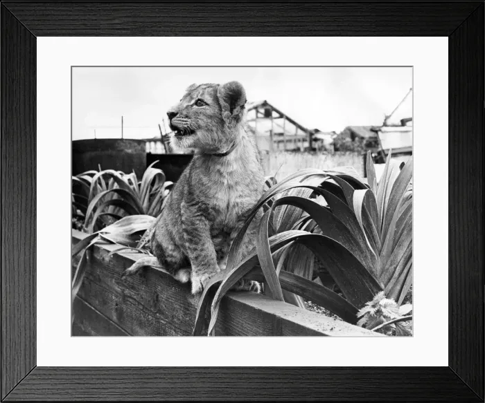 Framed Print : Zak the lion cub Framed Print : Zak the lion cub