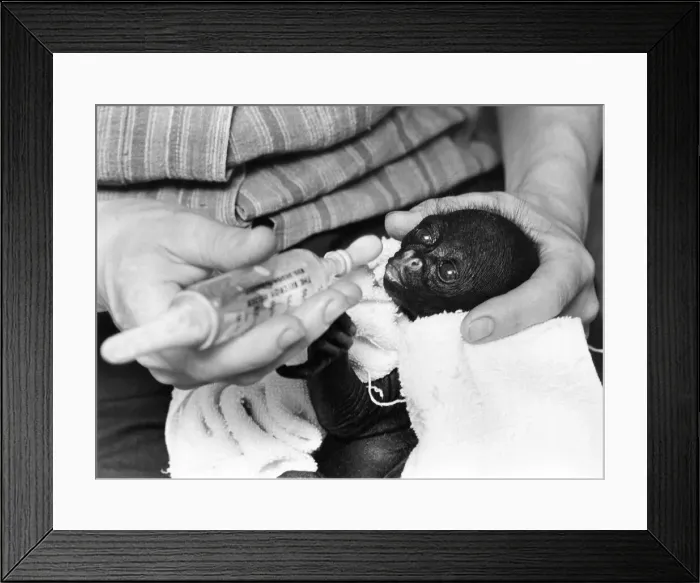 Framed Print : Spiderman the Spicer Monkey is hand reared