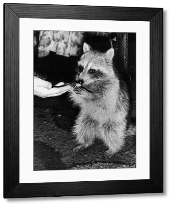 Framed Print : Mickey the roving racoon Framed Print : Mickey the roving racoon