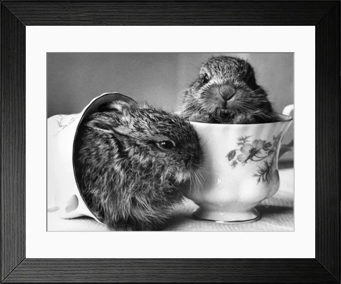 Framed Print : A pair of bunny rabbits in a tea cup