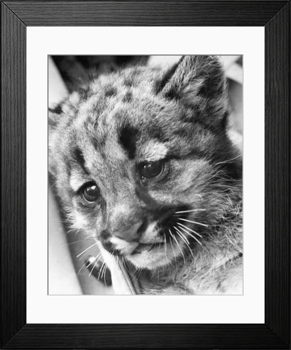 Framed Print : A puma cub