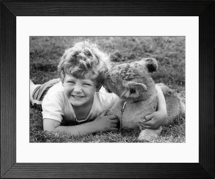 Framed Print : Blanco the lion cub with Richard Lacey Framed Print : Blanco the lion cub with Richard Lacey