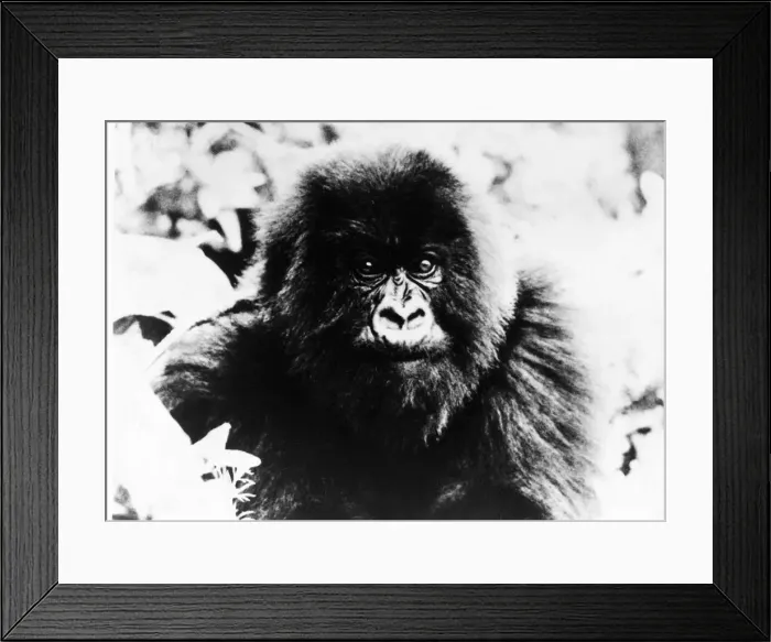 Framed Print : A young mountain gorilla Framed Print : A young mountain gorilla