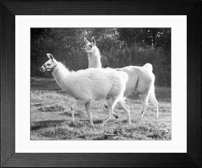 Framed Print : Larry the llama with his female friend Framed Print : Larry the llama with his female friend