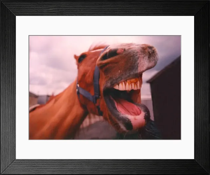 Framed Print : A horse sees the funny side