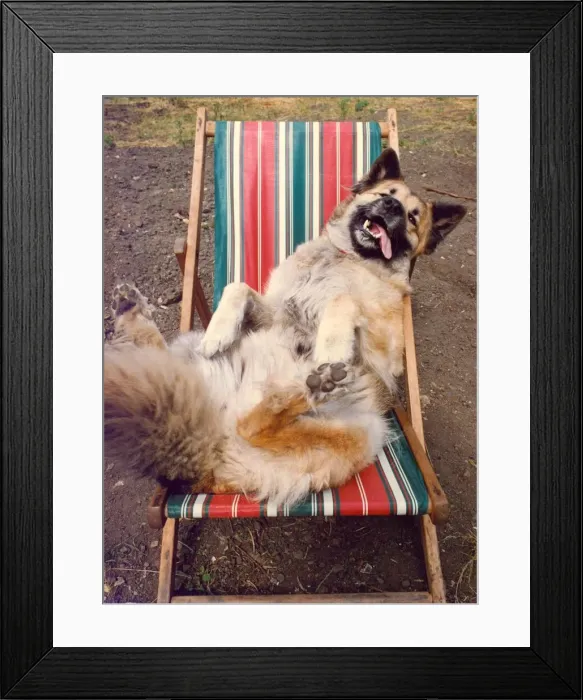 Framed Print : This Alsation dog is enjoying a sun bathing sesssion on his deckchair Framed Print : This Alsation dog is enjoying a sun bathing sesssion on his deckchair