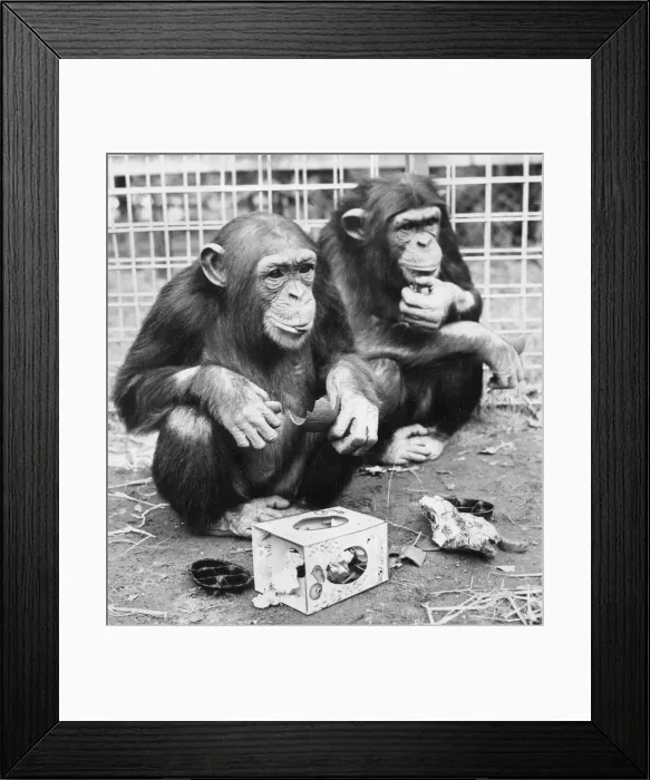 Framed Print : A pair of chimps enjoy an Easter Egg Framed Print : A pair of chimps enjoy an Easter Egg