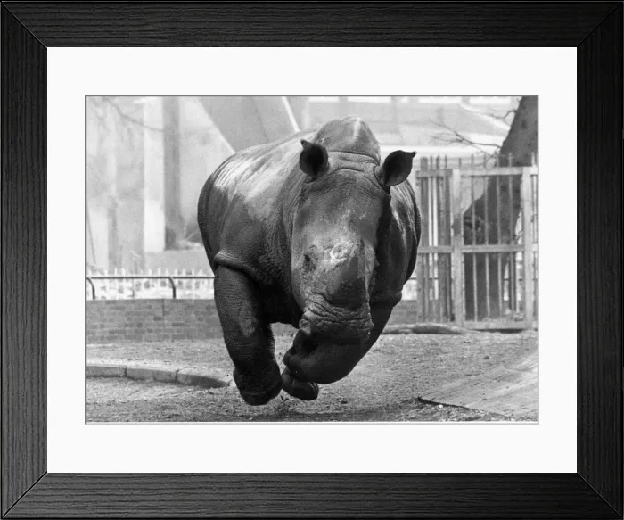 Framed Print : A Rhinoceros charge