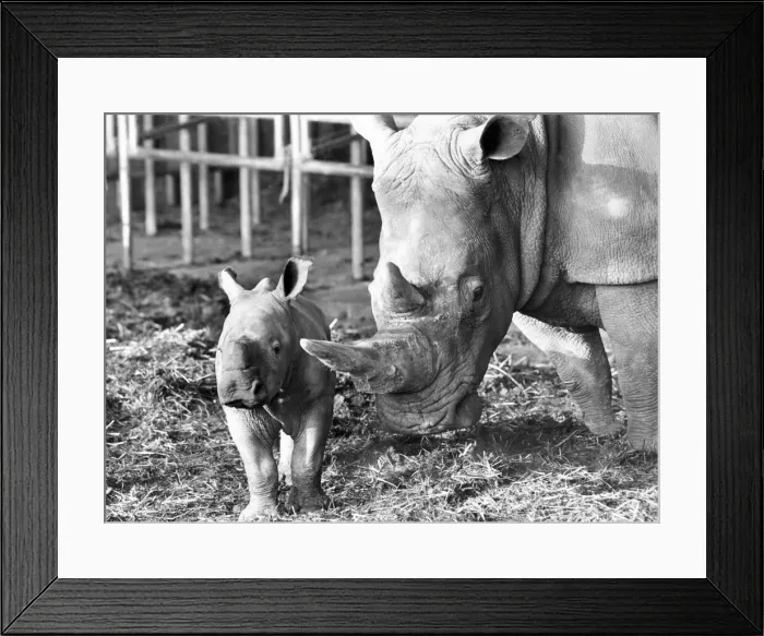 Framed Print : Rhinoceros - 3 week old Dale with his mother at Whipsnade Zoo Framed Print : Rhinoceros - 3 week old Dale with his mother at Whipsnade Zoo