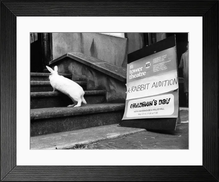 Framed Print : A rabbit goes for a theatre audition Framed Print : A rabbit goes for a theatre audition