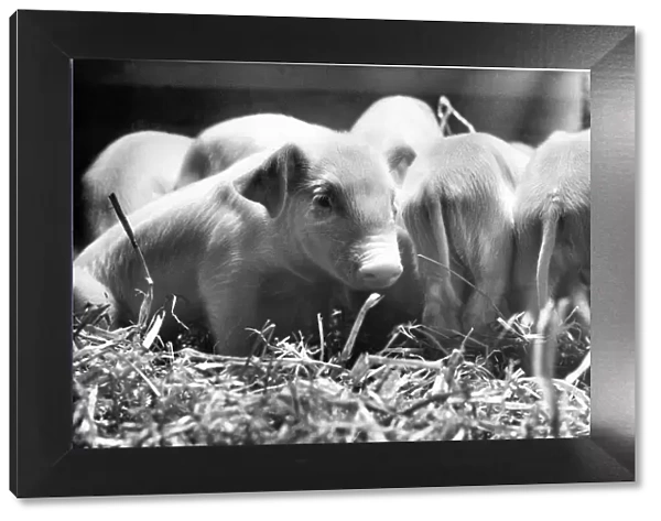 Piggy in the middle - this little piglet is facing the wrong direction