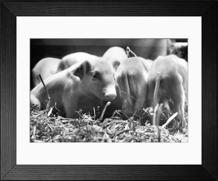 Framed Print : Piggy in the middle - this little piglet is facing the wrong direction Framed Print : Piggy in the middle - this little piglet is facing the wrong direction