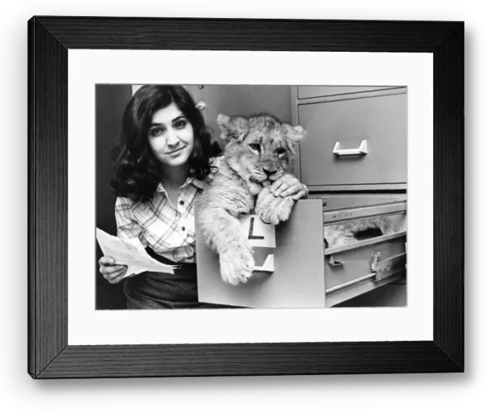 Framed Print : This Lion cub is getting too big for the filing cabinet at Lambton Lion Park