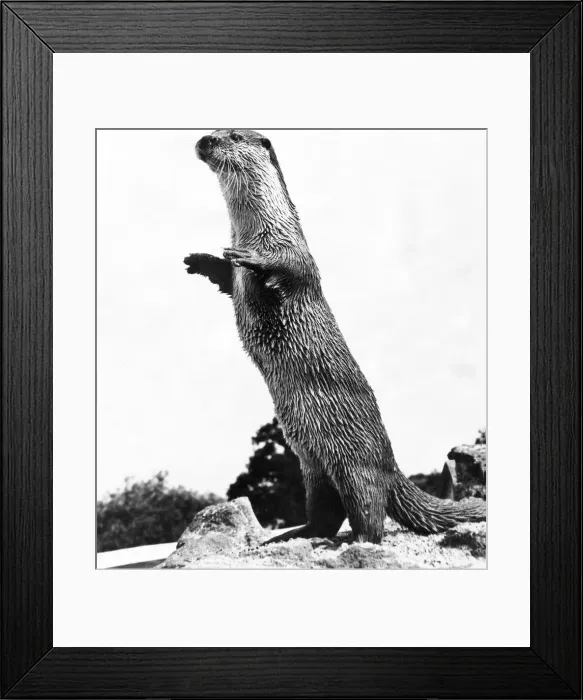 Framed Print : An otter greets visitors at the Otter Trust, Earsham, Near Bungay, Suffolk Framed Print : An otter greets visitors at the Otter Trust, Earsham, Near Bungay, Suffolk