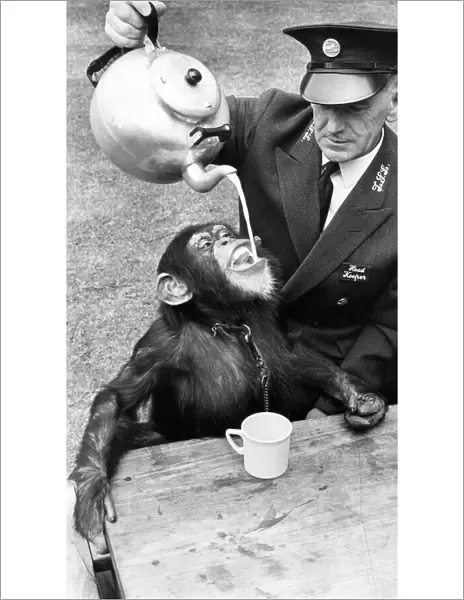 One of the Chimps enjoying the tea party at London Zoo