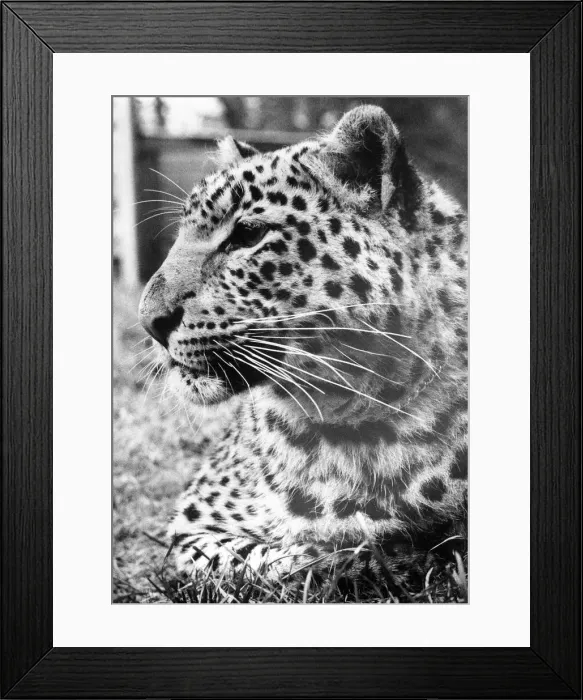 Framed Print : A leopard enjoys a quiet moment