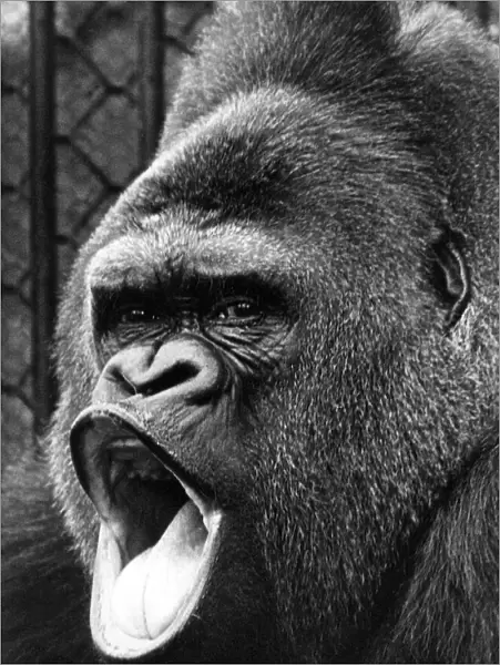Guy the gorilla at London Zoo