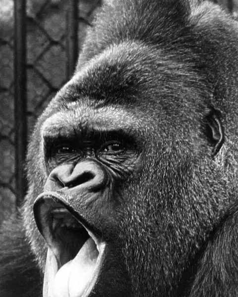 Guy the gorilla at London Zoo