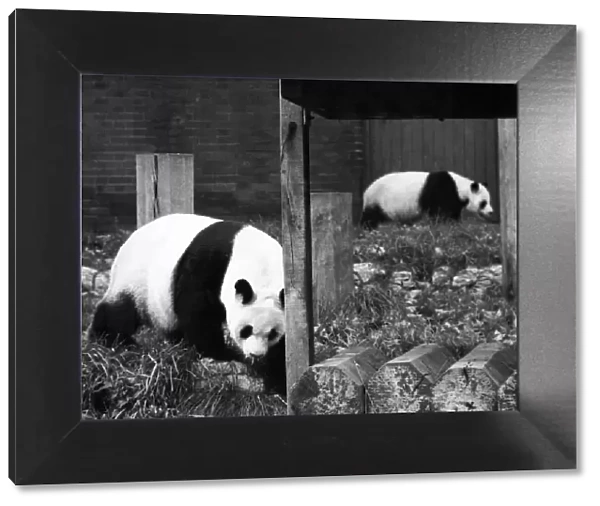 The great love affair between pandas An-An and Chi-Chi is over at London Zoo