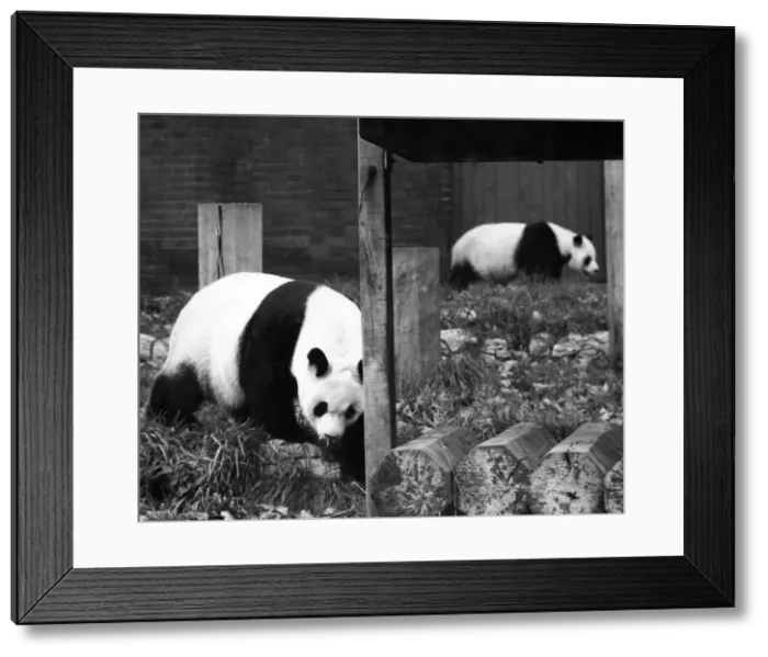 Framed Print : The great love affair between pandas An-An and Chi-Chi is over at London Zoo