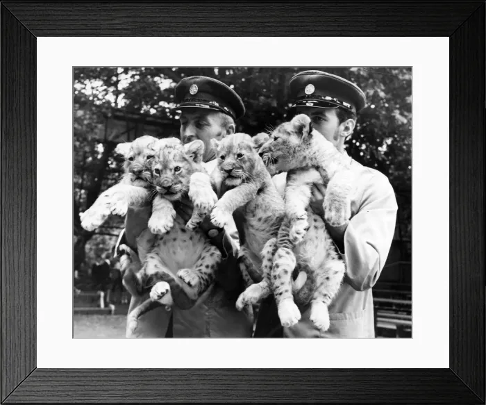 Framed Print : The four new lion cubs at London Zoo Framed Print : The four new lion cubs at London Zoo