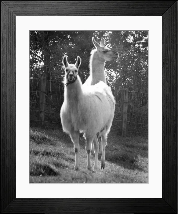 Framed Print : Larry the llama with his female friend Framed Print : Larry the llama with his female friend
