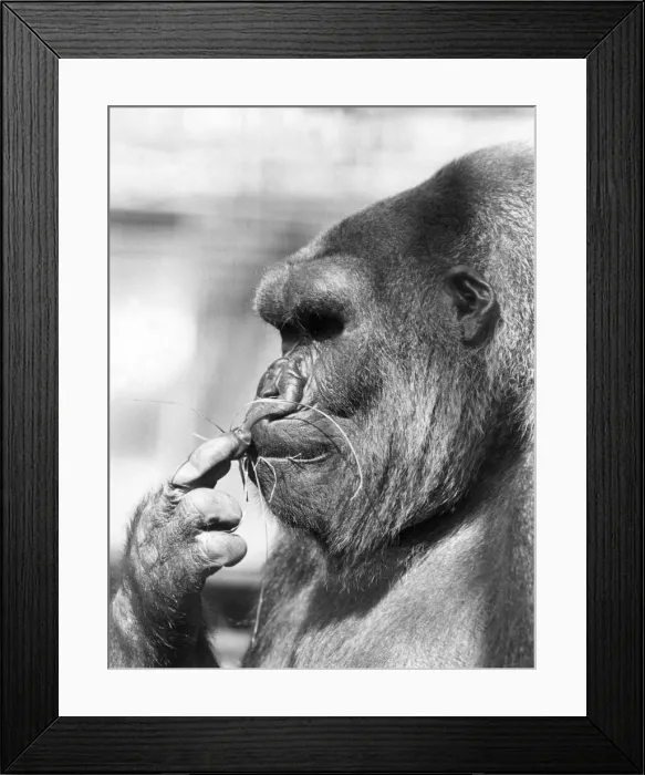 Framed Print : 15 year-old London Zoo gorilla Lomie nibbles on a few blades of grass Framed Print : 15 year-old London Zoo gorilla Lomie nibbles on a few blades of grass