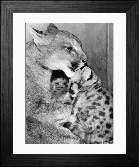 Framed Print : A puma pictured with her cubs at Stanley Zoo