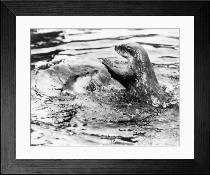 Framed Print : A pair of Otters splashing around in the water Framed Print : A pair of Otters splashing around in the water