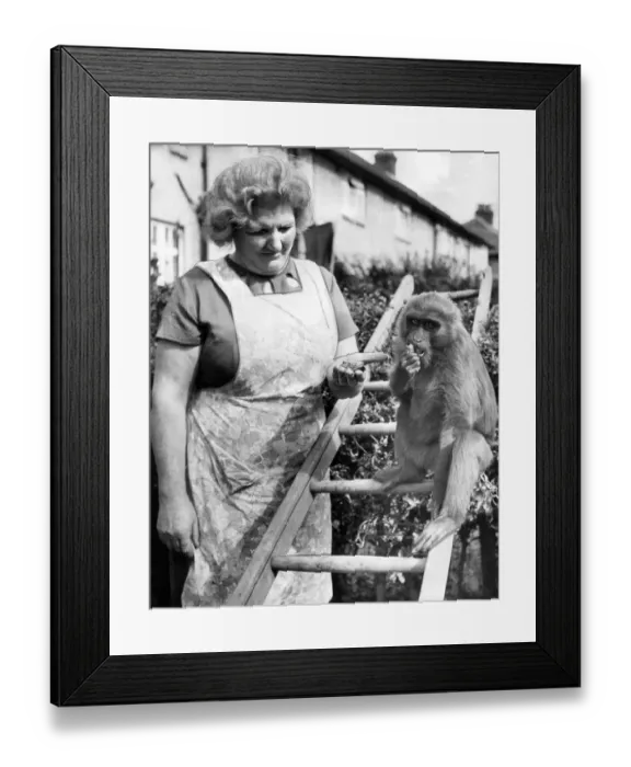 Framed Print : Jason the Ape pictured enjoying some food with owner Mrs Clarke