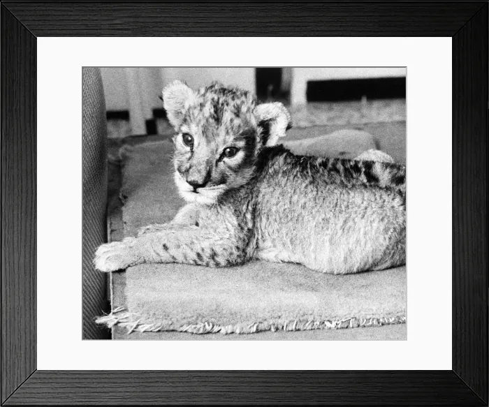 Framed Print : The Lion cub born at Lambton Lion Park Framed Print : The Lion cub born at Lambton Lion Park