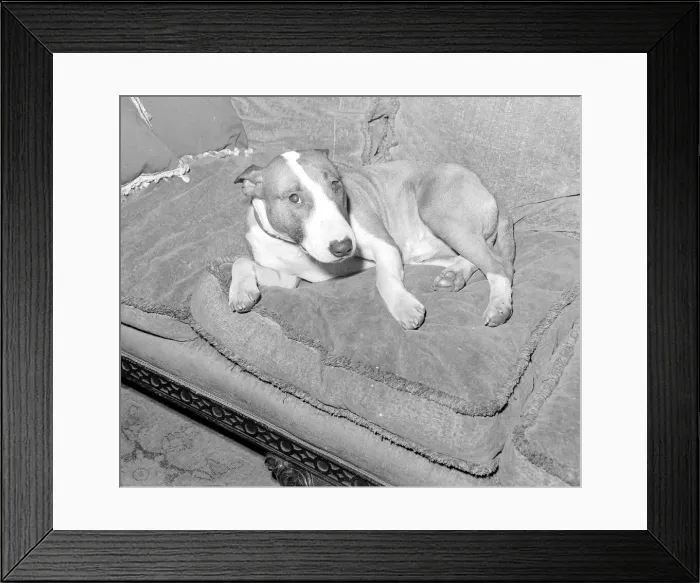 Framed Print : Actor Eric Portmans dog Toffee seen here waiting for his masters return Framed Print : Actor Eric Portmans dog Toffee seen here waiting for his masters return