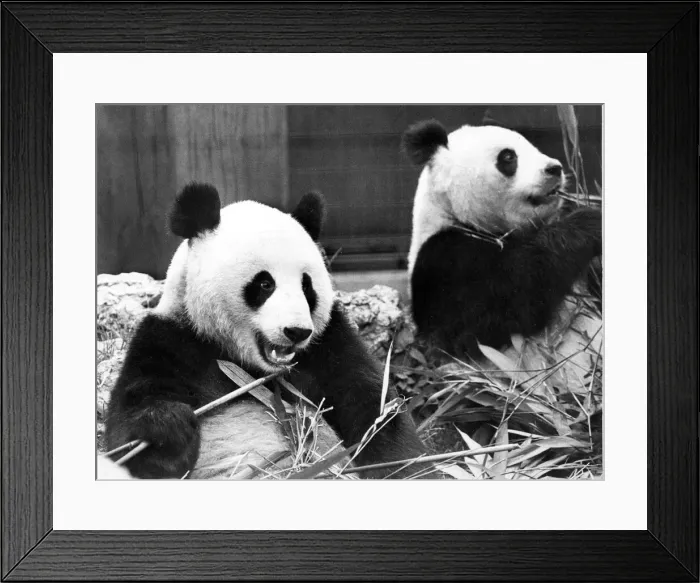 Framed Print : Giant Pandas at the London Zoo