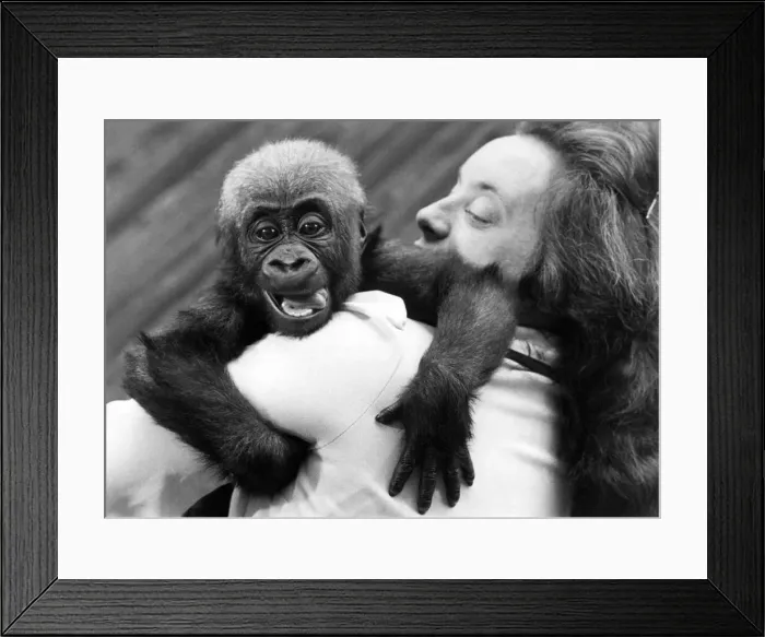 Framed Print : Saul the baby gorilla at London Zoo Framed Print : Saul the baby gorilla at London Zoo