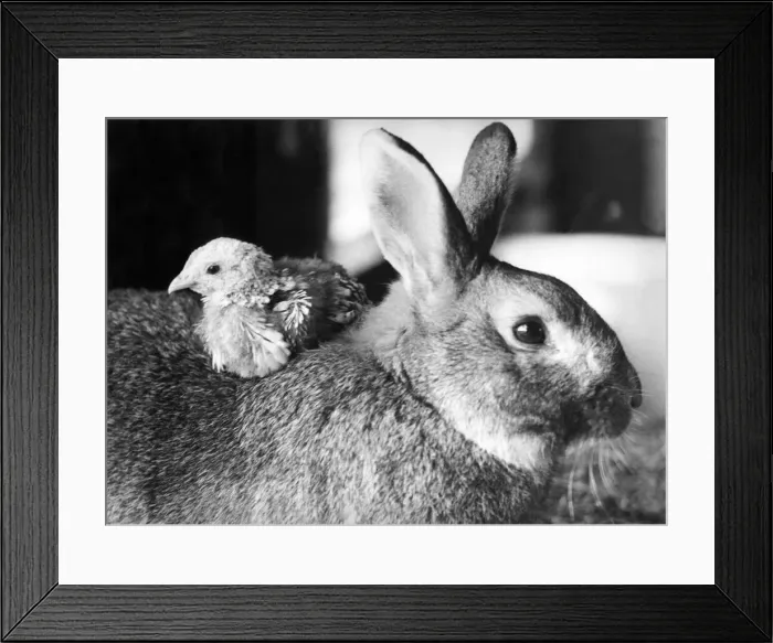 Framed Print : A rabbit takes a chick for a ride on its back Framed Print : A rabbit takes a chick for a ride on its back