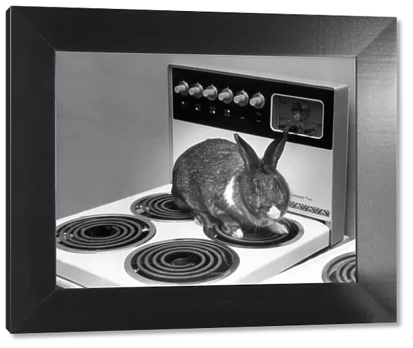 A rabbit on a electric cooker