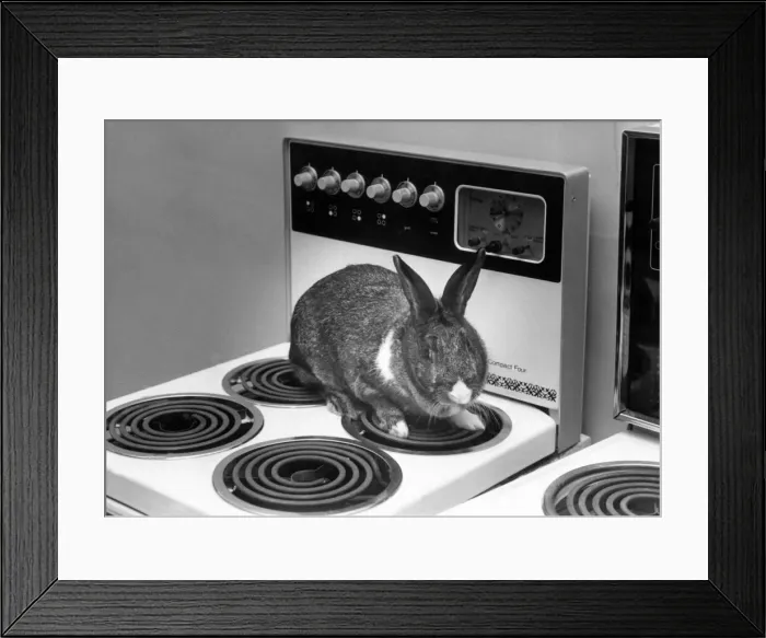 Framed Print : A rabbit on a electric cooker Framed Print : A rabbit on a electric cooker