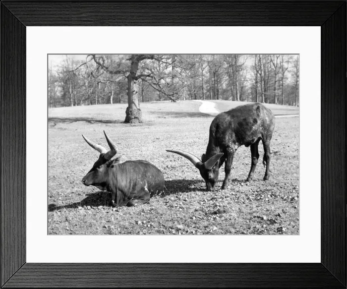 Framed Print : Oxen at Lowther Wild Life Park Framed Print : Oxen at Lowther Wild Life Park