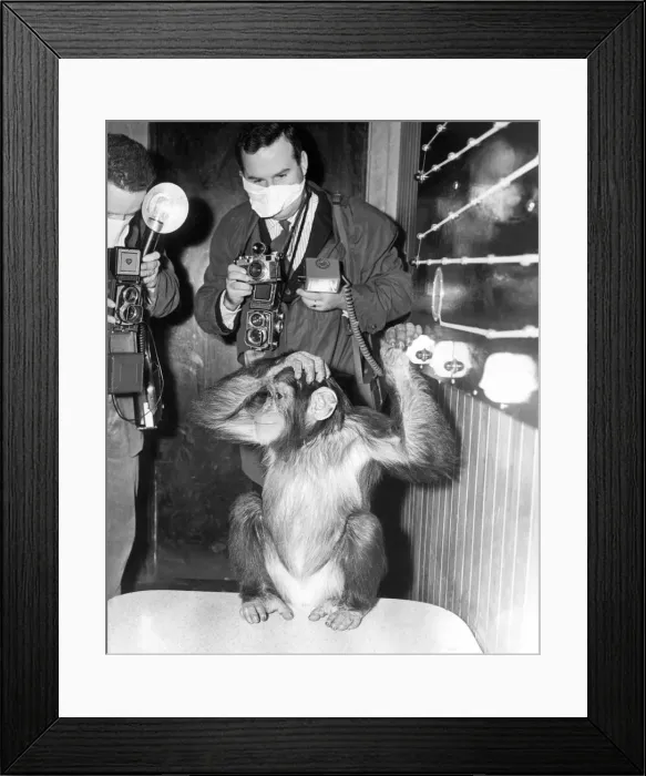 Framed Print : Josie the chimp goes through the intelligence test watched by photographers Framed Print : Josie the chimp goes through the intelligence test watched by photographers