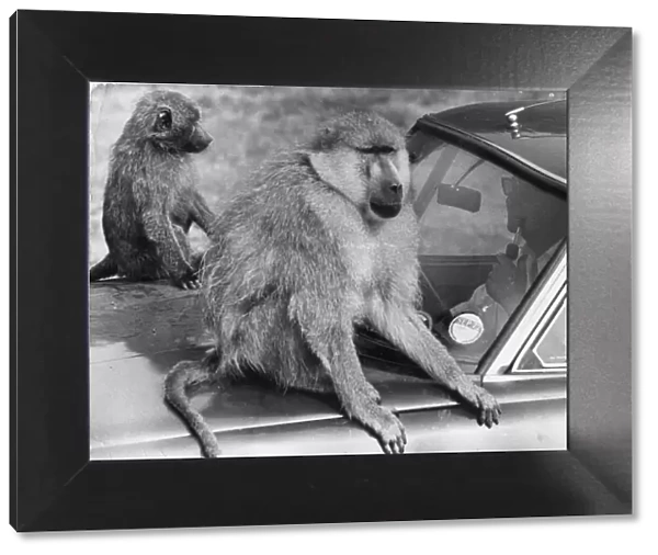 Two baboons hold up a motorist