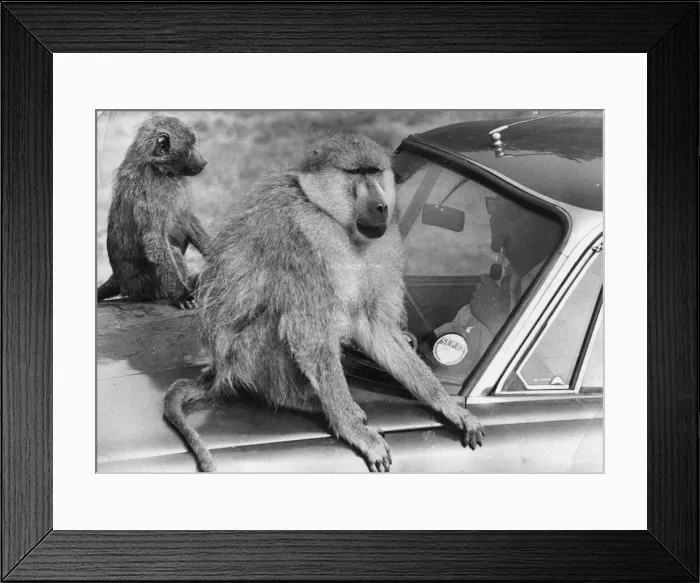 Framed Print : Two baboons hold up a motorist