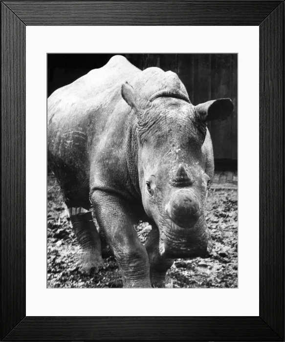Framed Print : A Rhinoceros charge Framed Print : A Rhinoceros charge