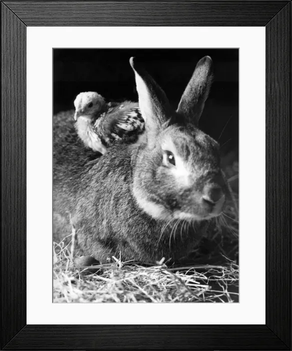 Framed Print : A rabbit takes a chick for a ride on its back Framed Print : A rabbit takes a chick for a ride on its back