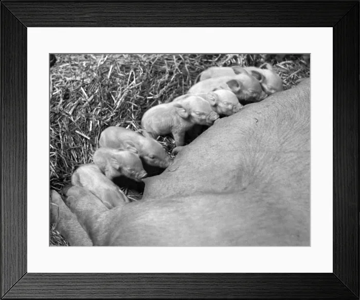 Framed Print : Feeding time for this litter of piglets Framed Print : Feeding time for this litter of piglets