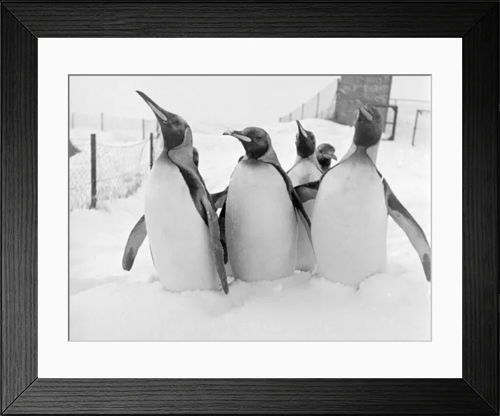 Framed Print : Penguins wade though the snow in their enclosure at Whipsnade Zoo December 1952 Framed Print : Penguins wade though the snow in their enclosure at Whipsnade Zoo December 1952
