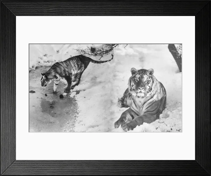 Framed Print : Tiger at Whipsade zoo inspect their enclosure following a snow shower Framed Print : Tiger at Whipsade zoo inspect their enclosure following a snow shower
