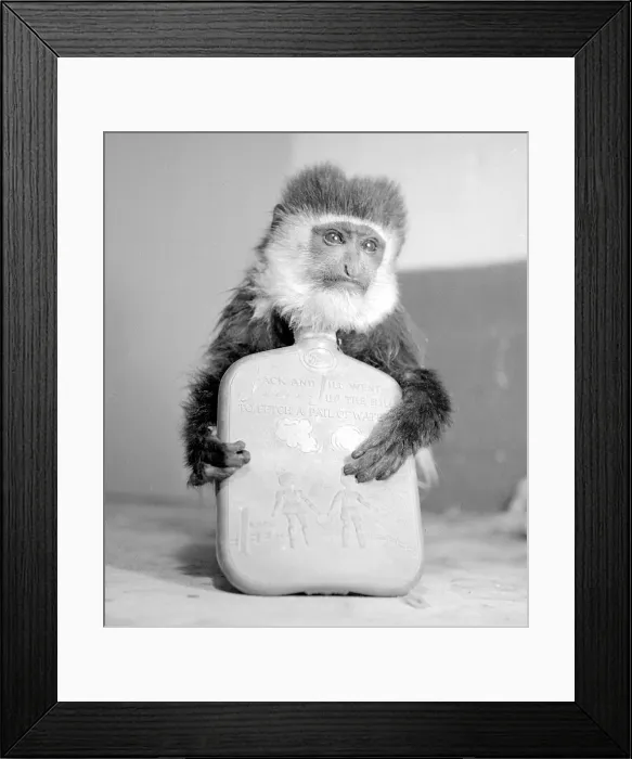 Framed Print : Jimmy the monkey after receiving his ideal christmas present a hot water bottle Framed Print : Jimmy the monkey after receiving his ideal christmas present a hot water bottle