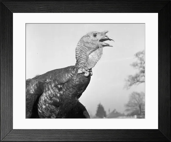 Framed Print : Christmas Turkey December 1952 Neg No C60561 Framed Print : Christmas Turkey December 1952 Neg No C60561