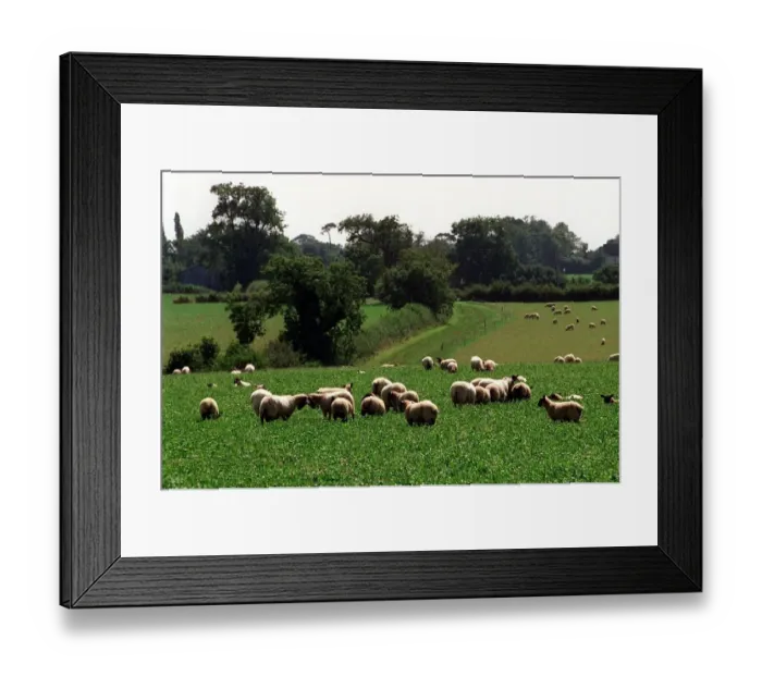 Framed Print : Sheep are pictured in a field in Broadfield Farm in Tetbury owned by Prince Charles