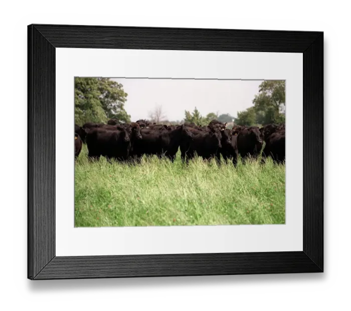 Framed Print : Cows pictured at Broadfield Farm in Tetbury owned by Prince Charles the Prince of Wales